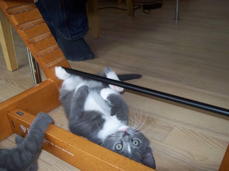 Huskat Jesse <3' - Min GULDKLUMP <3´her er han 8 uger gammel (: billede 1