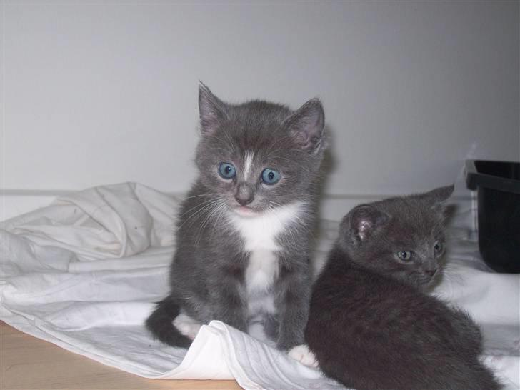 Huskat Jesse <3' - Simba med sin bror Leo 5 uger gamle, smukke er de (: billede 2