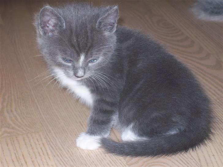 Huskat Jesse <3' - 5 uger .  billede 3