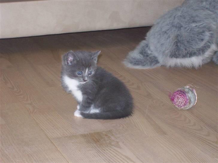 Huskat Jesse <3' - også taget i 5 uge billede 4