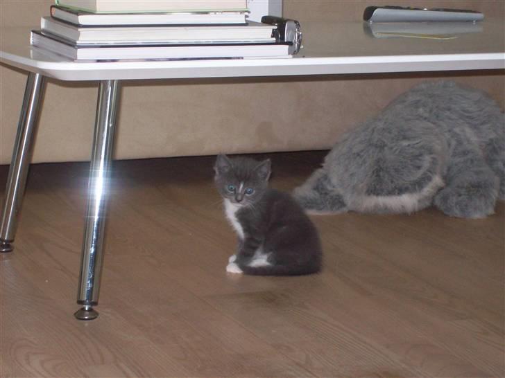 Huskat Jesse <3' - min lille skønne killing på 5 uger her . (: billede 5