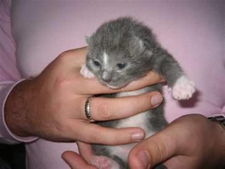 Huskat Jesse <3' - her er han 1 uge gammel.. det´var dette billede som var i hans annonce, jeg blev så forelsket i ham ved første øjekast.. så besøgte jeg ham og DEJLIG var han også bare (; billede 6