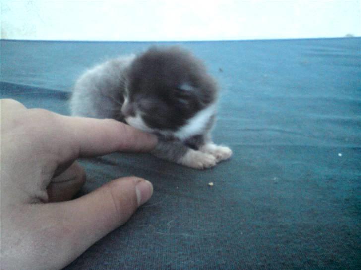 Huskat Kaizer R.I.P. - 13 dage gammel billede 12