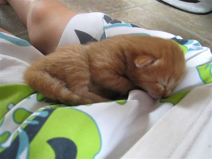 Huskat pivs billede 2