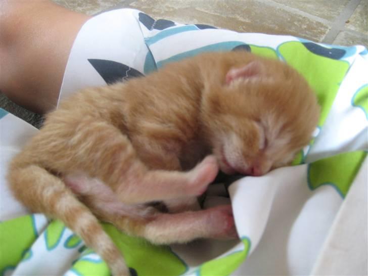 Huskat pivs billede 3