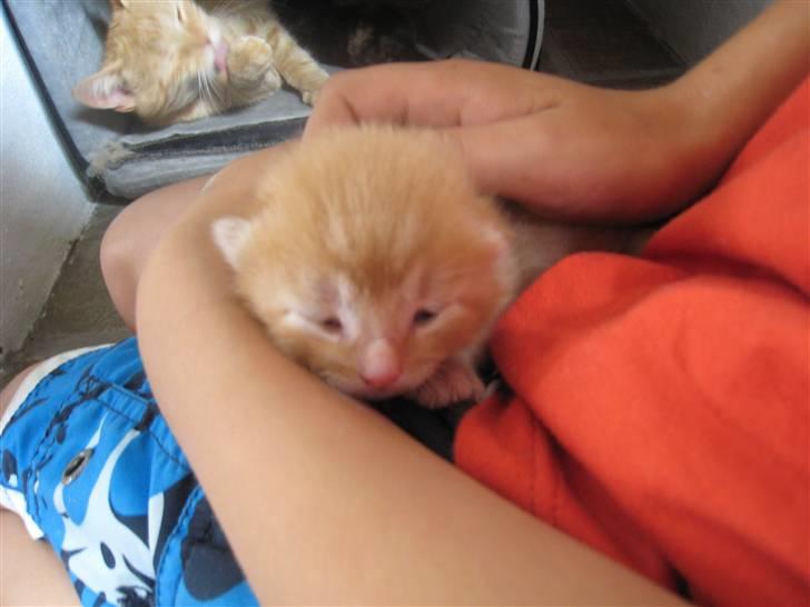 Huskat pivs billede 4