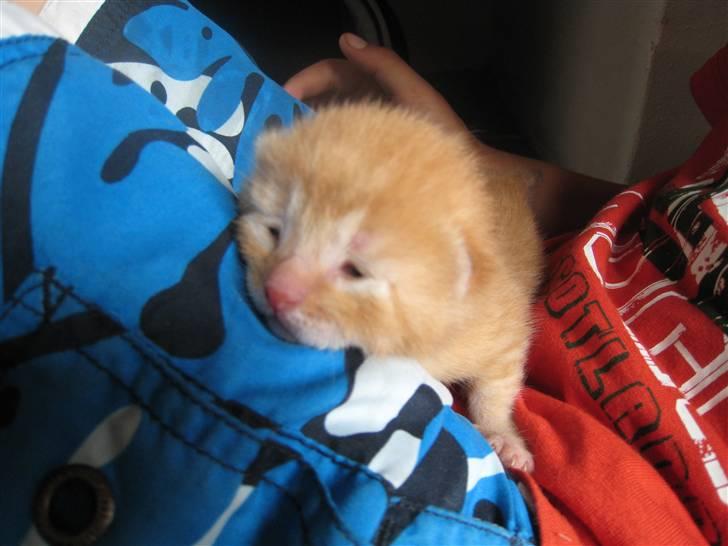 Huskat pivs billede 5