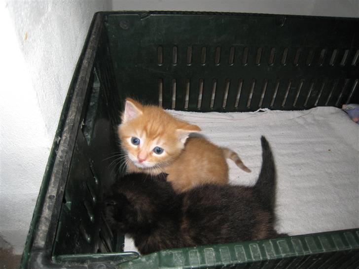 Huskat pivs billede 6