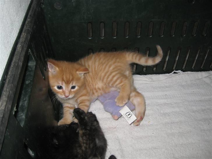 Huskat pivs billede 7