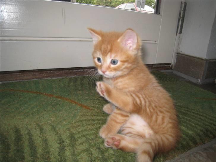 Huskat pivs billede 8