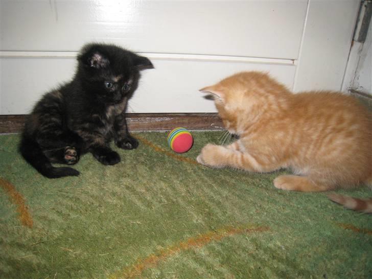 Huskat pivs billede 9