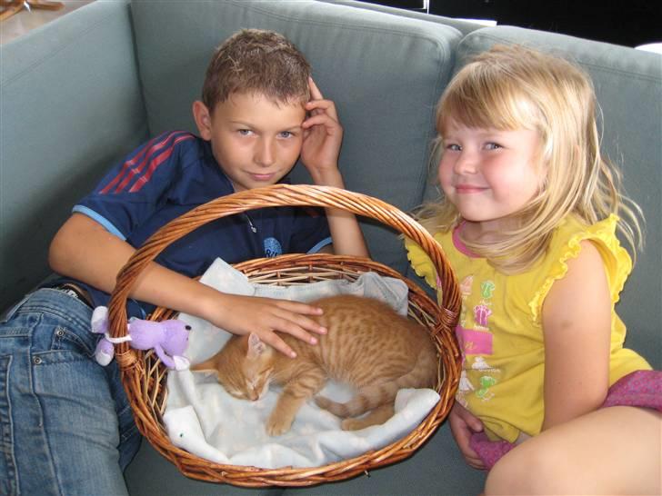 Huskat pivs billede 10