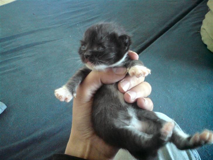Huskat Evita R.I.P. - 13 dage gammel billede 10