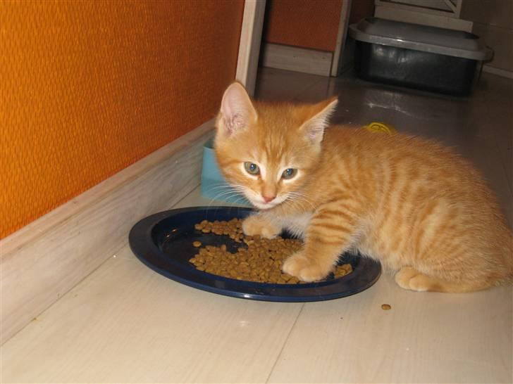 Huskat pivs billede 11