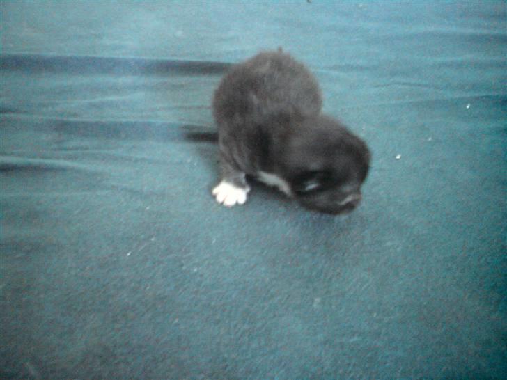 Huskat Evita R.I.P. - 13 dage gammel billede 11