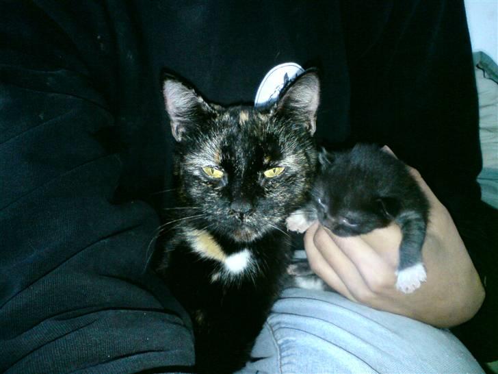 Huskat Evita R.I.P. - 13 dage gammel. Sammen med mor  billede 12