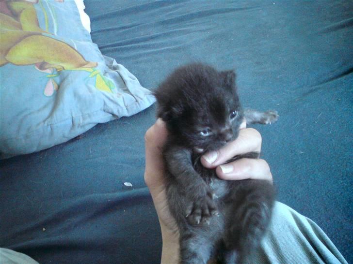 Huskat Houdini R.I.P. - 13 dage gammel billede 8