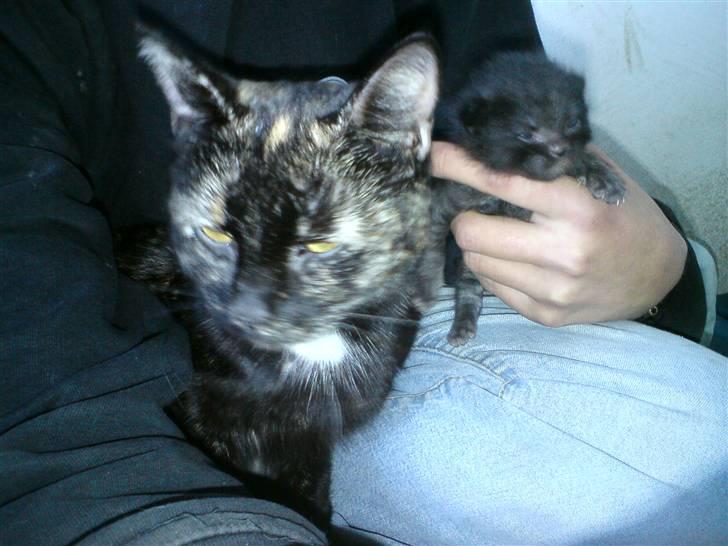 Huskat Houdini R.I.P. - 13 dage gammel.  Sammen med mor billede 10