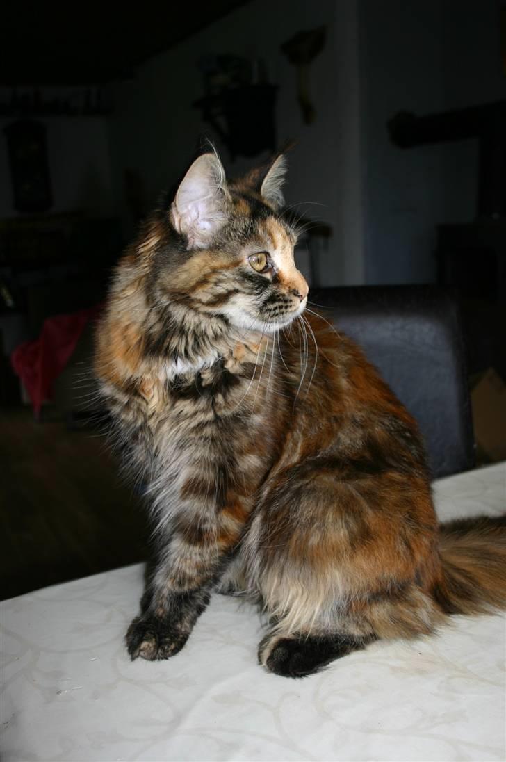 Maine Coon Donderboss Charming Clare billede 8