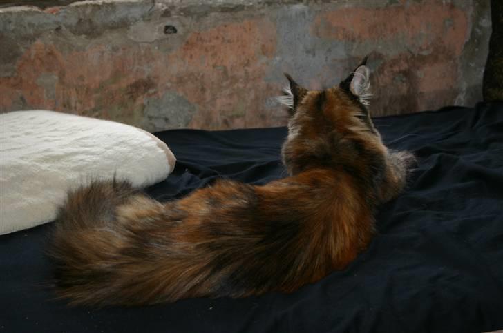 Maine Coon Donderboss Charming Clare billede 9