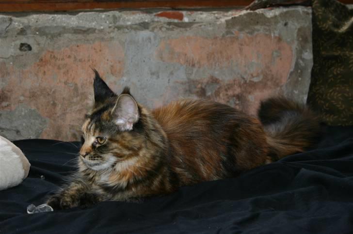 Maine Coon Donderboss Charming Clare billede 10