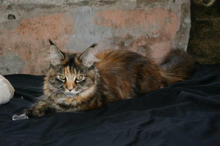 Maine Coon Donderboss Charming Clare billede 11