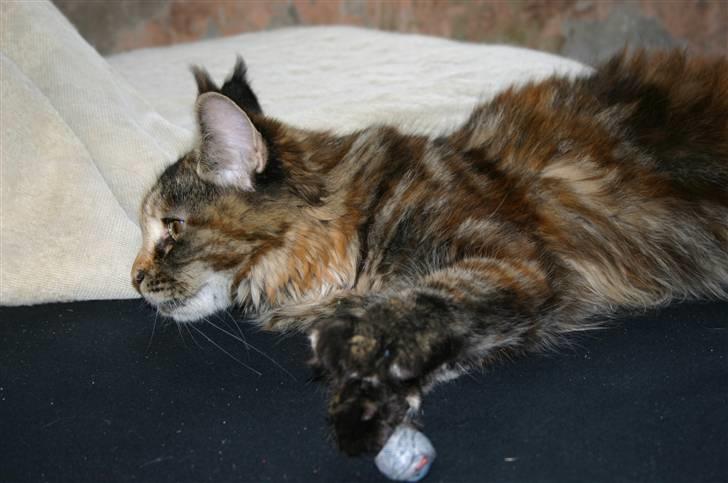 Maine Coon Donderboss Charming Clare billede 12