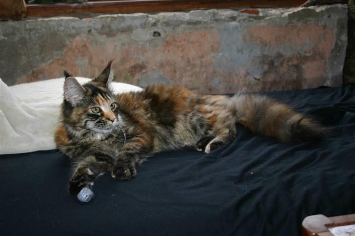 Maine Coon Donderboss Charming Clare billede 13