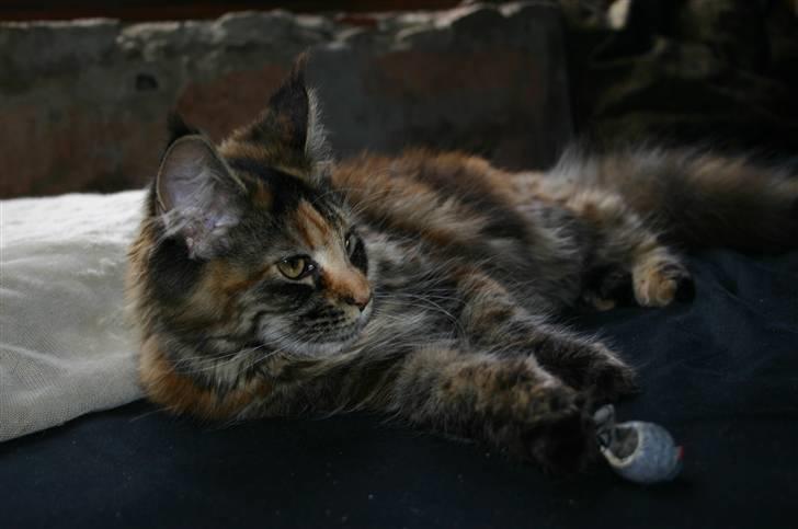 Maine Coon Donderboss Charming Clare billede 14