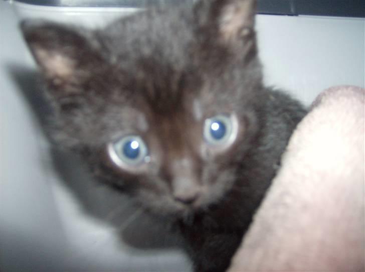 Huskat Tjerno *flyttet* billede 1