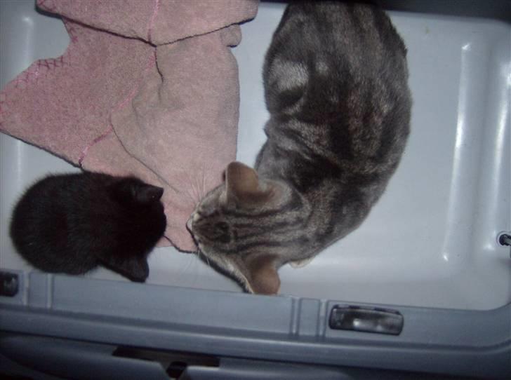 Huskat Tjerno *flyttet* - Sammen med Madeleine billede 2