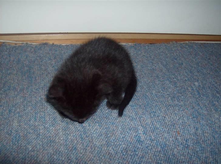 Huskat Tjerno *flyttet* billede 3