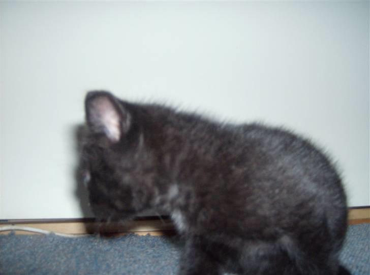 Huskat Tjerno *flyttet* billede 4