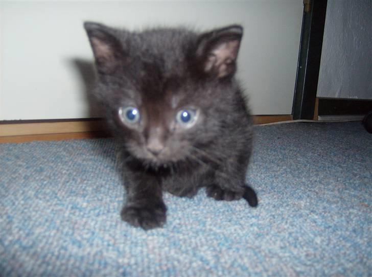 Huskat Tjerno *flyttet* billede 5