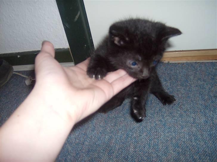 Huskat Tjerno *flyttet* billede 6