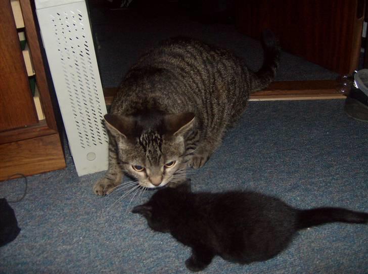 Huskat Tjerno *flyttet* - sammen med Rottweiler billede 7