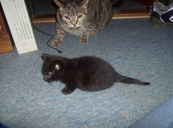 Huskat Tjerno *flyttet* - sammen med Rottweiler billede 8