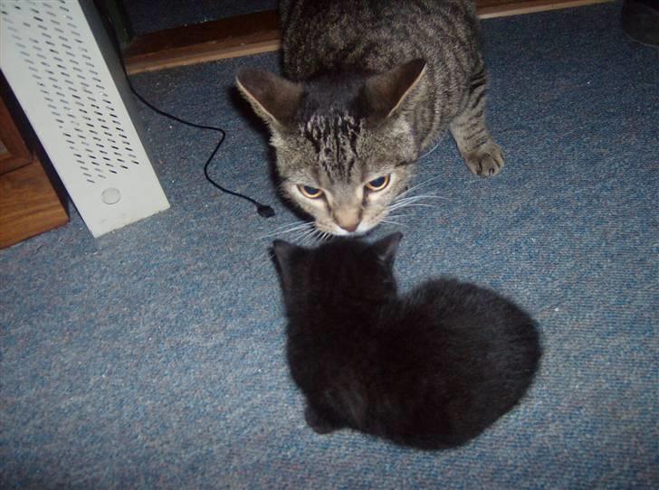 Huskat Tjerno *flyttet* - sammen med Rottweiler billede 9