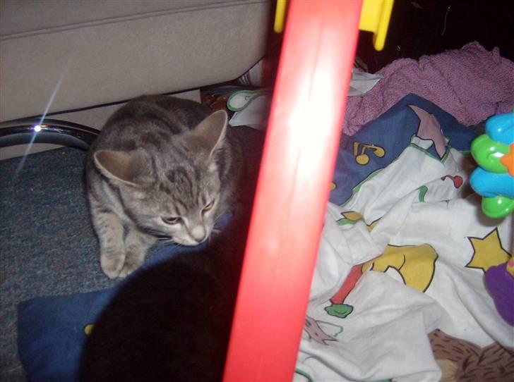 Huskat Tjerno *flyttet* - sammen med Madeleine billede 10