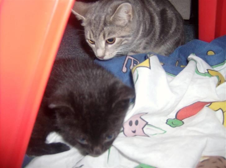 Huskat Tjerno *flyttet* - sammen med Madeleine billede 11