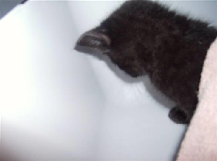 Huskat Tjerno *flyttet* billede 12