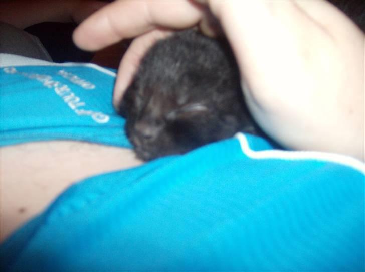 Huskat Tjerno *flyttet* - putter hos min bror billede 13