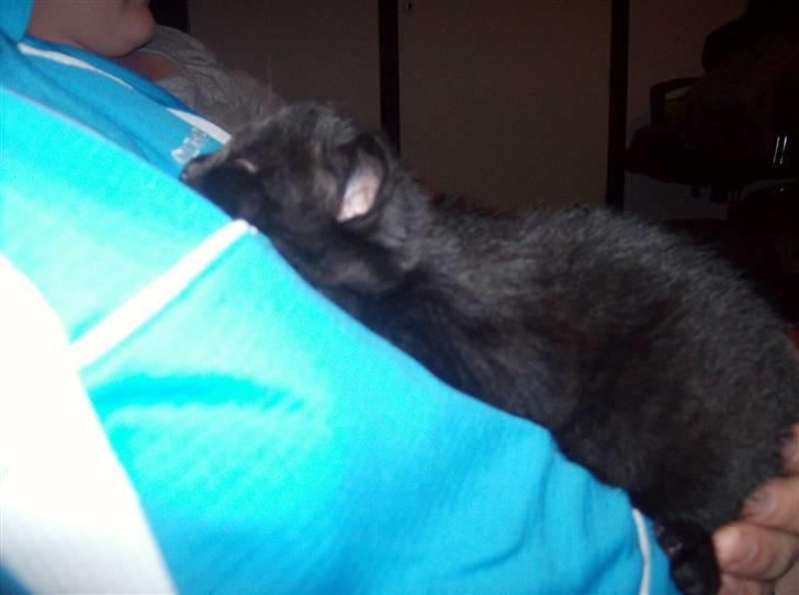 Huskat Tjerno *flyttet* - putter hos min bror billede 14