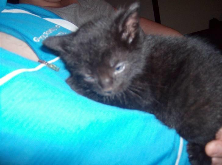 Huskat Tjerno *flyttet* - putter hos min bror billede 15