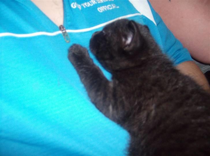 Huskat Tjerno *flyttet* - putter hos min bror billede 16