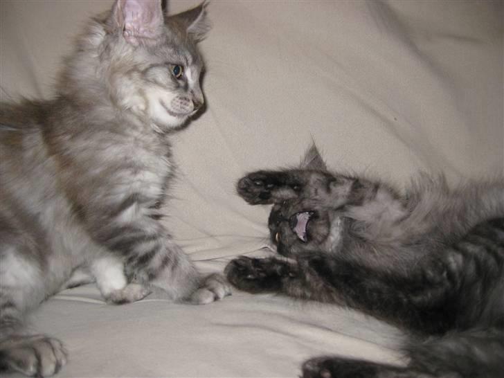 Maine Coon Silver the Greath(Simba)  billede 3