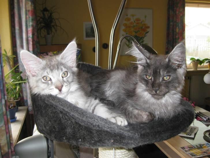 Maine Coon Silver the Greath(Simba)  billede 8
