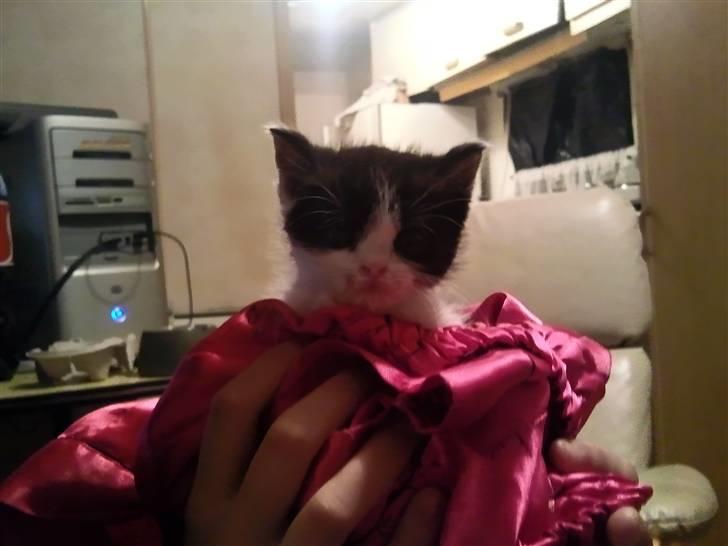 Huskat Bette  billede 2