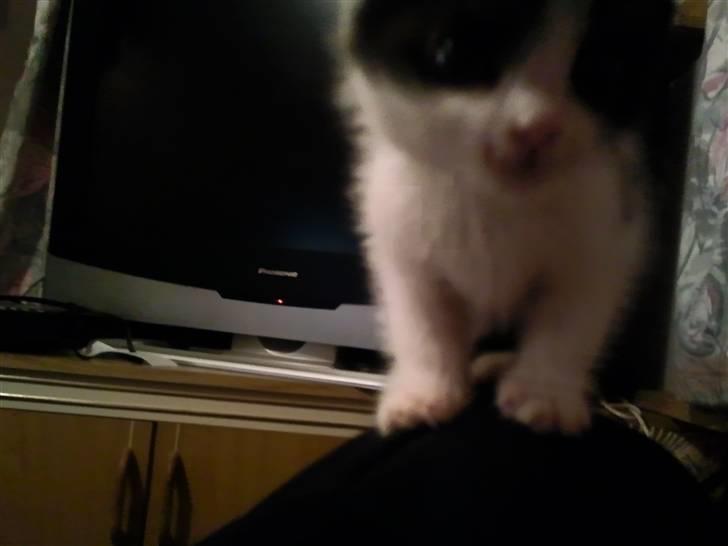 Huskat Bette  - Jeg skulle prøve at sidde på skuldren :) billede 4