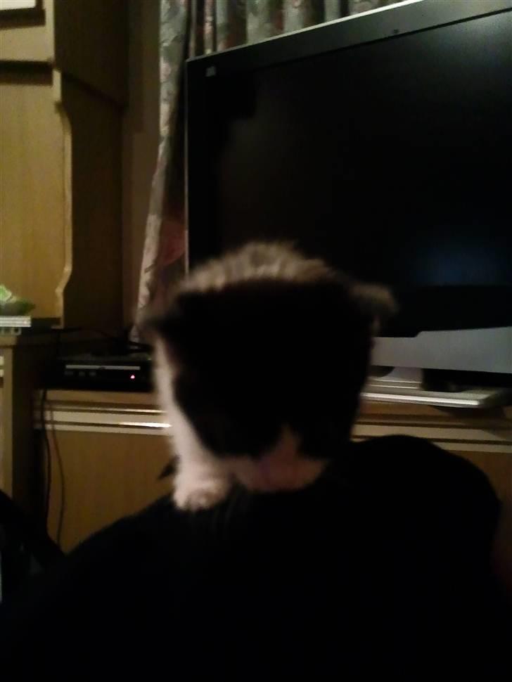 Huskat Bette  - Er lige ved at falde ned :b billede 5